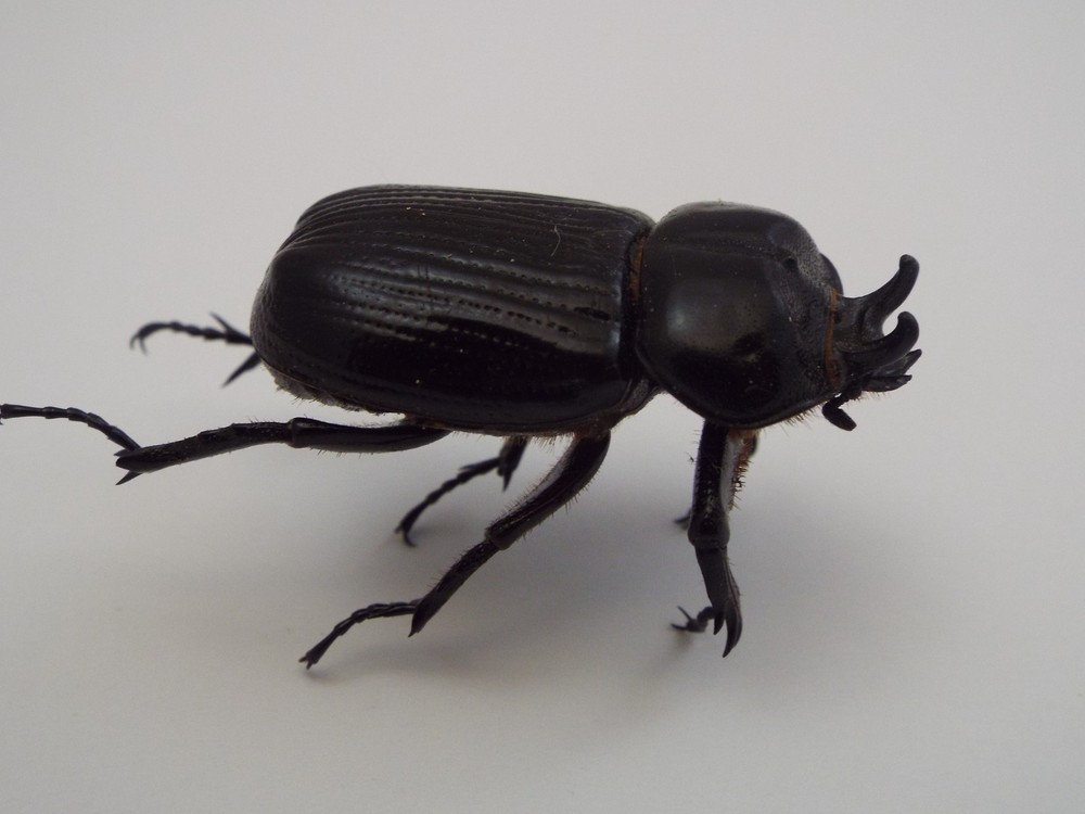 Triceratops Beetle Dried Insect (H5)