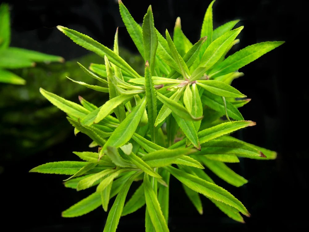 Stellatus Broadleaf (in 2" Pot)