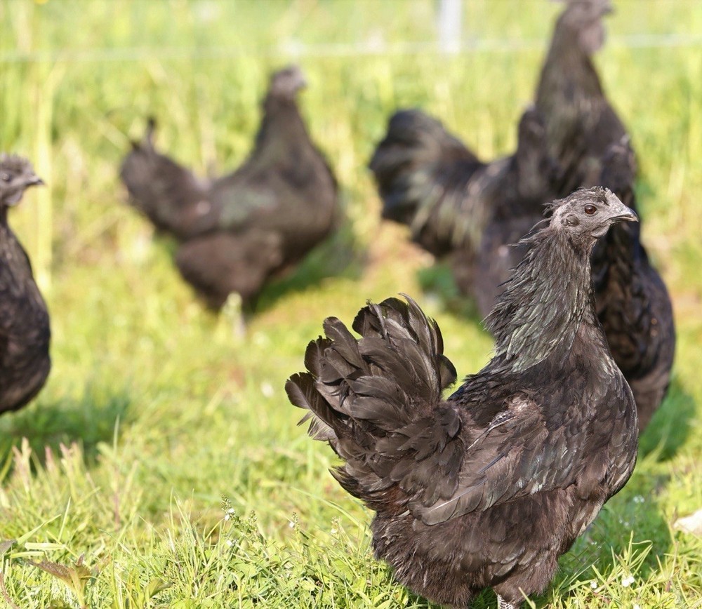 10++ NPIP Ayam Cemani Hatching Eggs - Read Description