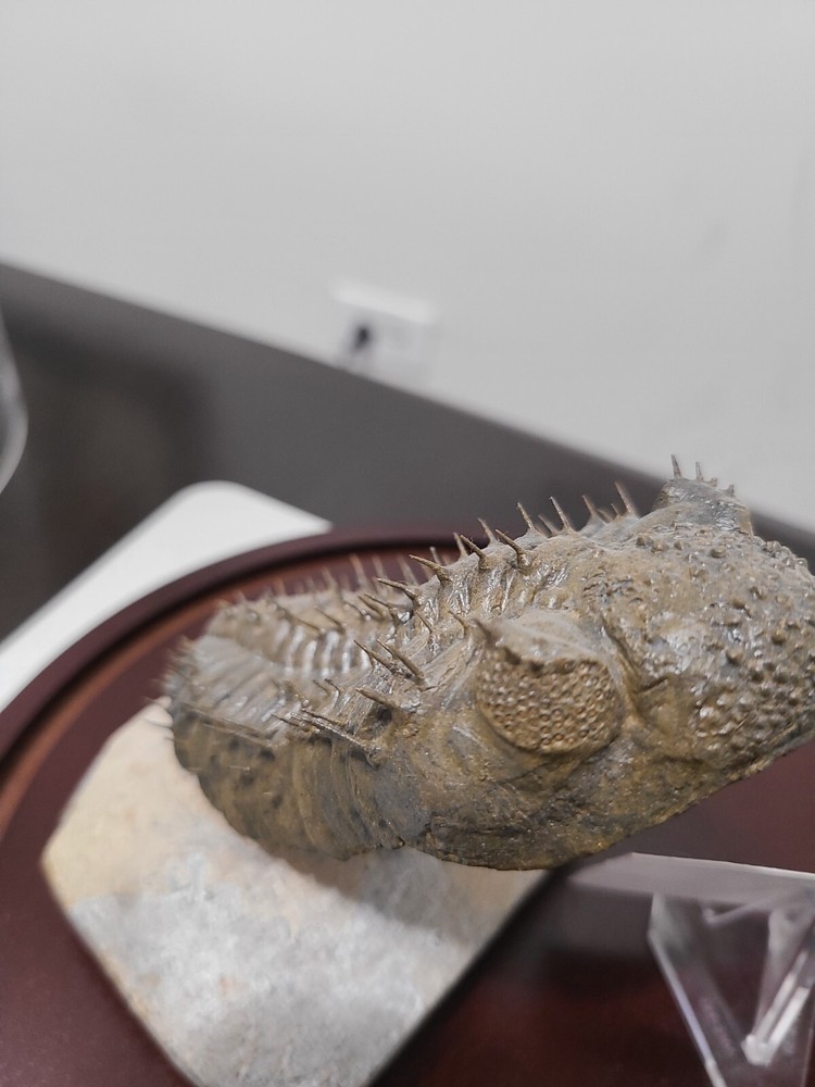 Fossil Trilobite (Drotops Armatus