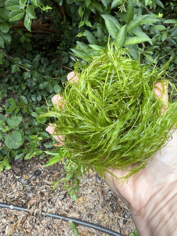 Aquarium Plants