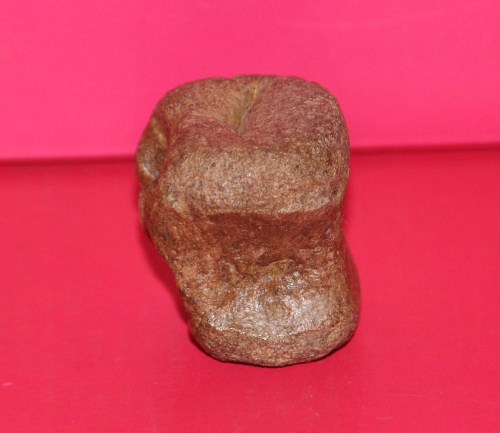 Thescelosaurus Vertebra Dinosaur Bone Authentic Hell Creek Formation Cretaceous
