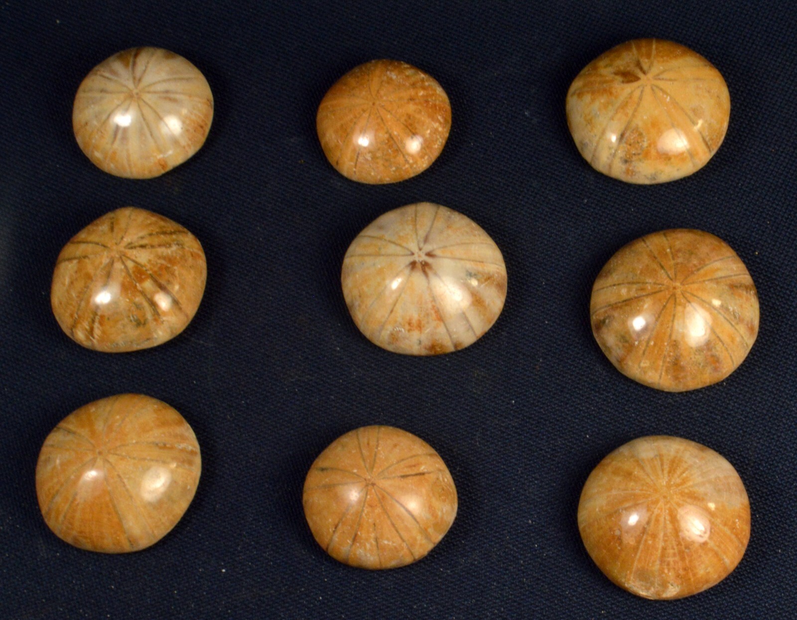 #11,993 Echinoderm Fossil (Sand Dollar) - Madagascar [ONE PIECE ONLY]