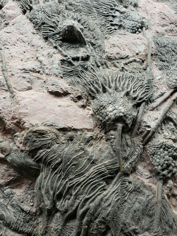 Scyphocrinus Crinoid Morocco Mortality Plate