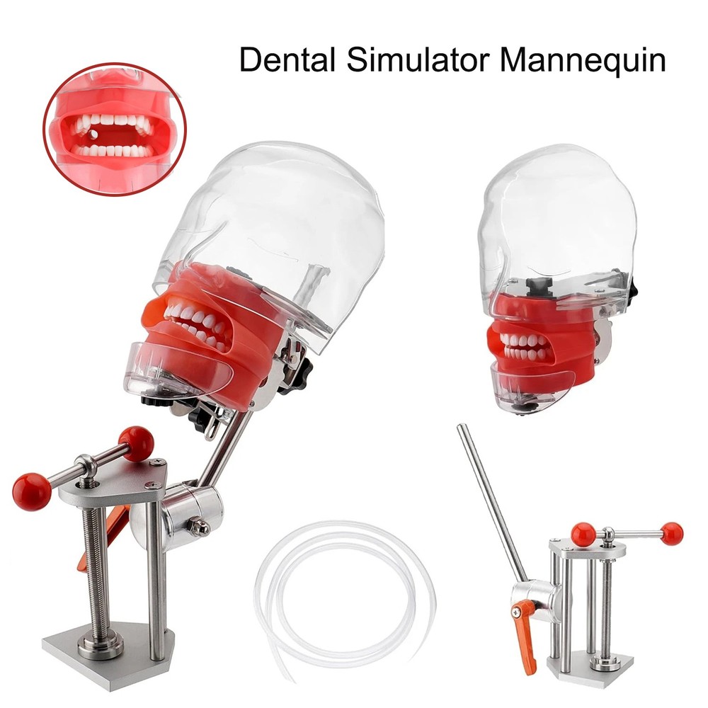 US Dental Simulator Mannequin Head Teeth Model Teaching Practicing Head Mold New