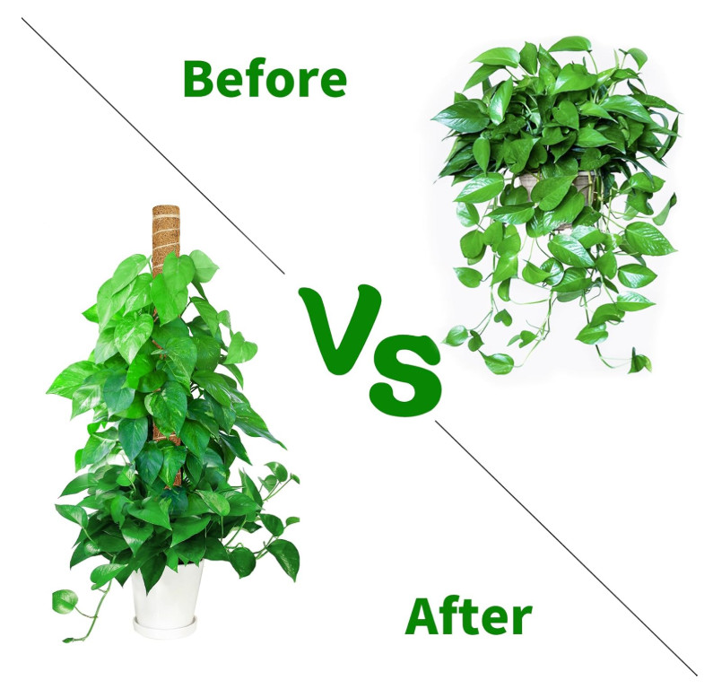 Moss Pole, 4 Pack 17inch Monstera Plant Support Stackable Moss Poles for Plan...