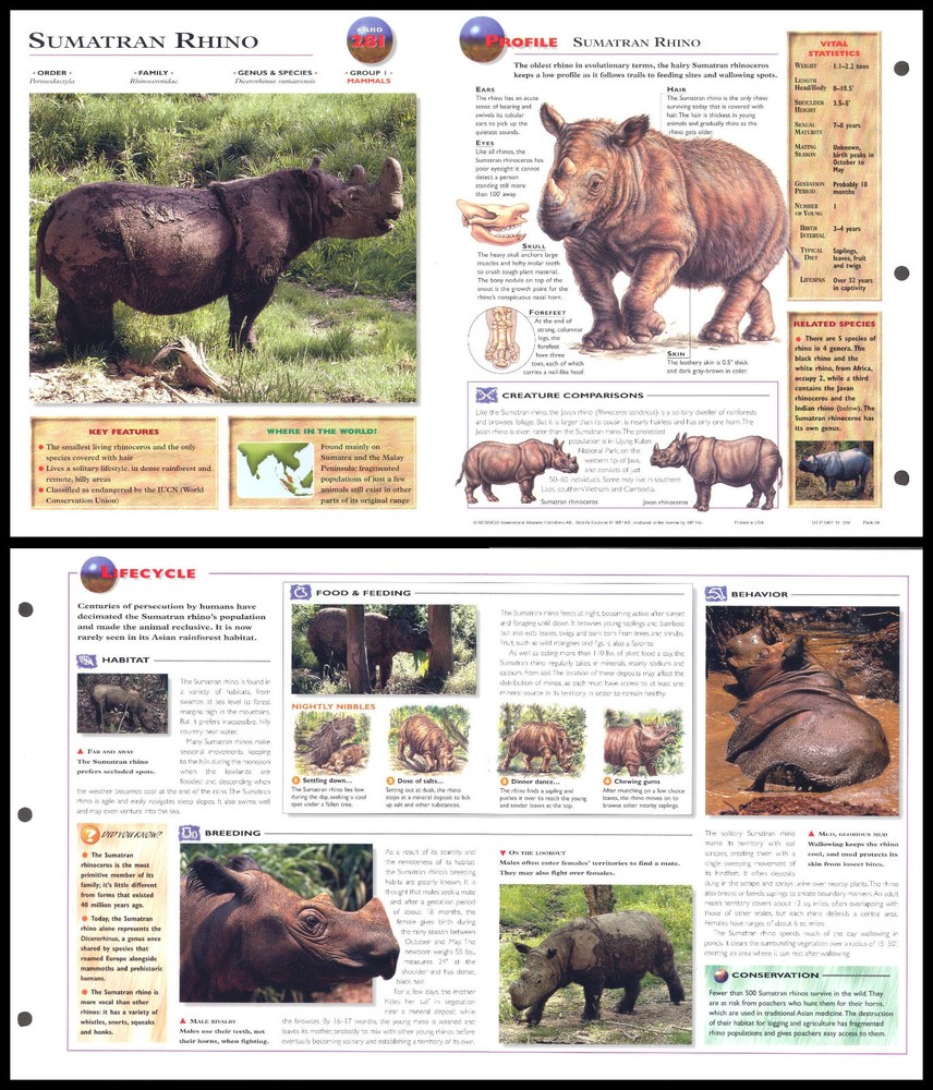 Fold-Out Sheet - Sumatran Rhino - 281