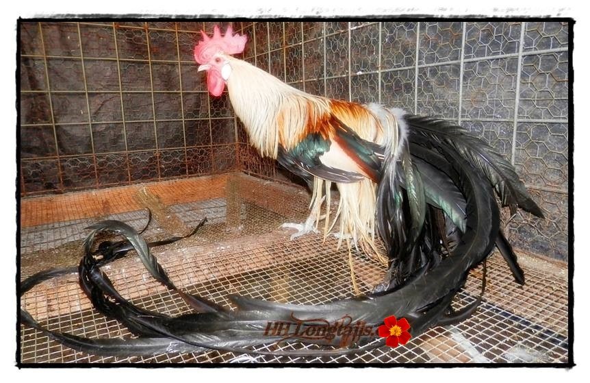 6+ Golden Phoenix longtail Chicken hatching eggs SHOW QUALITY