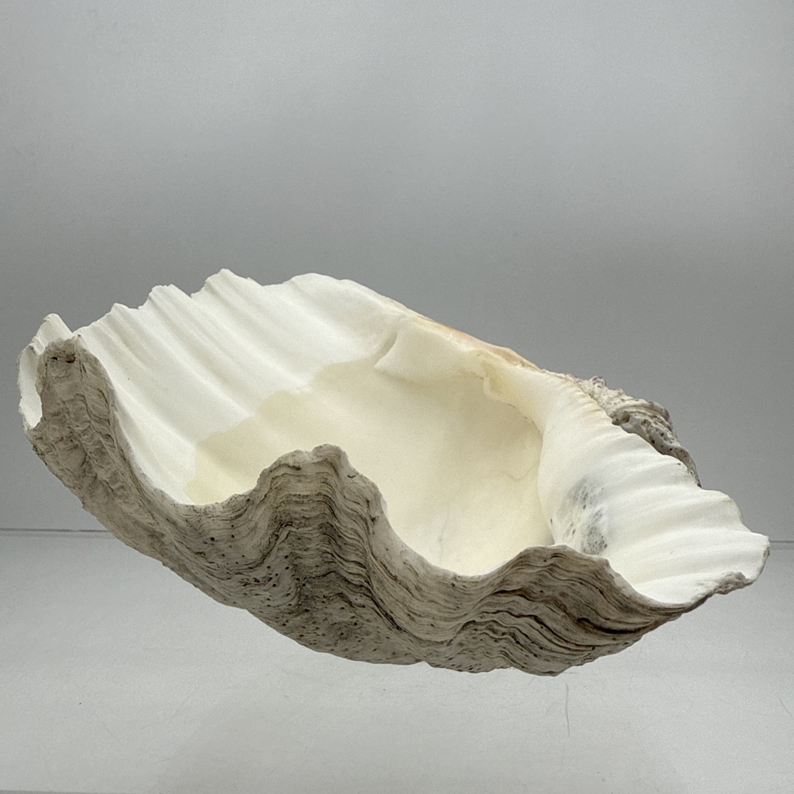 Giant Clam Shell Tridacna Gigas 9.5” Long X 7.5” Wide Fossil Indentations Clean