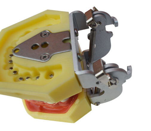 Teeth Model for Education Model Teach Model Lab Supply Study Nurse Training Disp