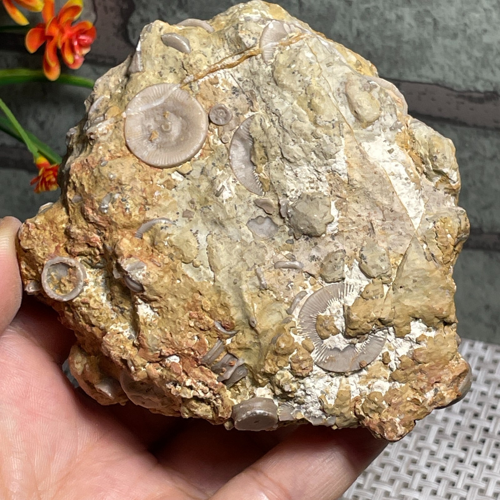 raw lily stone Madagascar - viewing Home decoration 367g A38