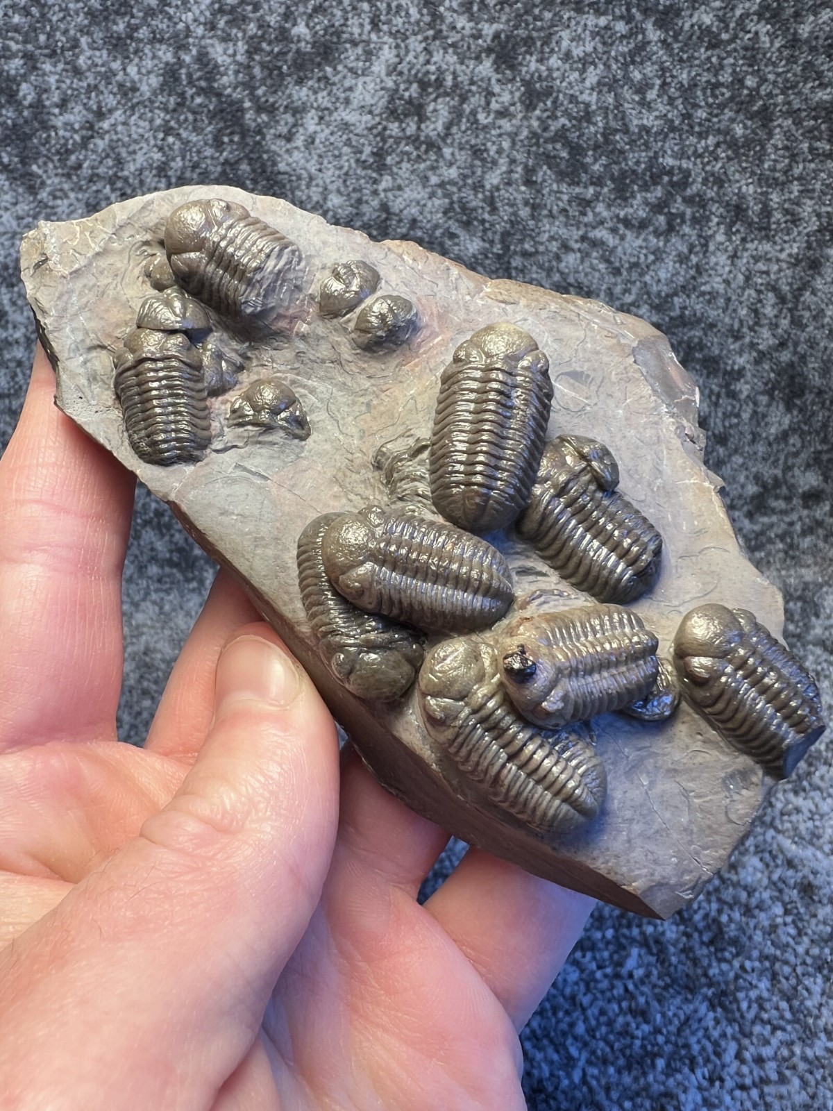 Austerops Trilobite Fossil Mortality Plate – Multiple Trilobites, Jorf