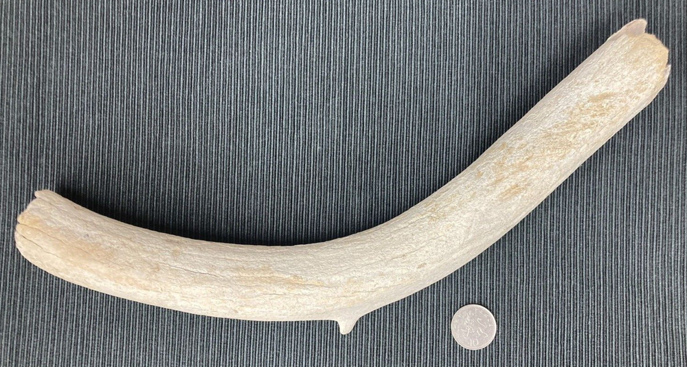 Large Fossil Specimen, Bone, 347mm