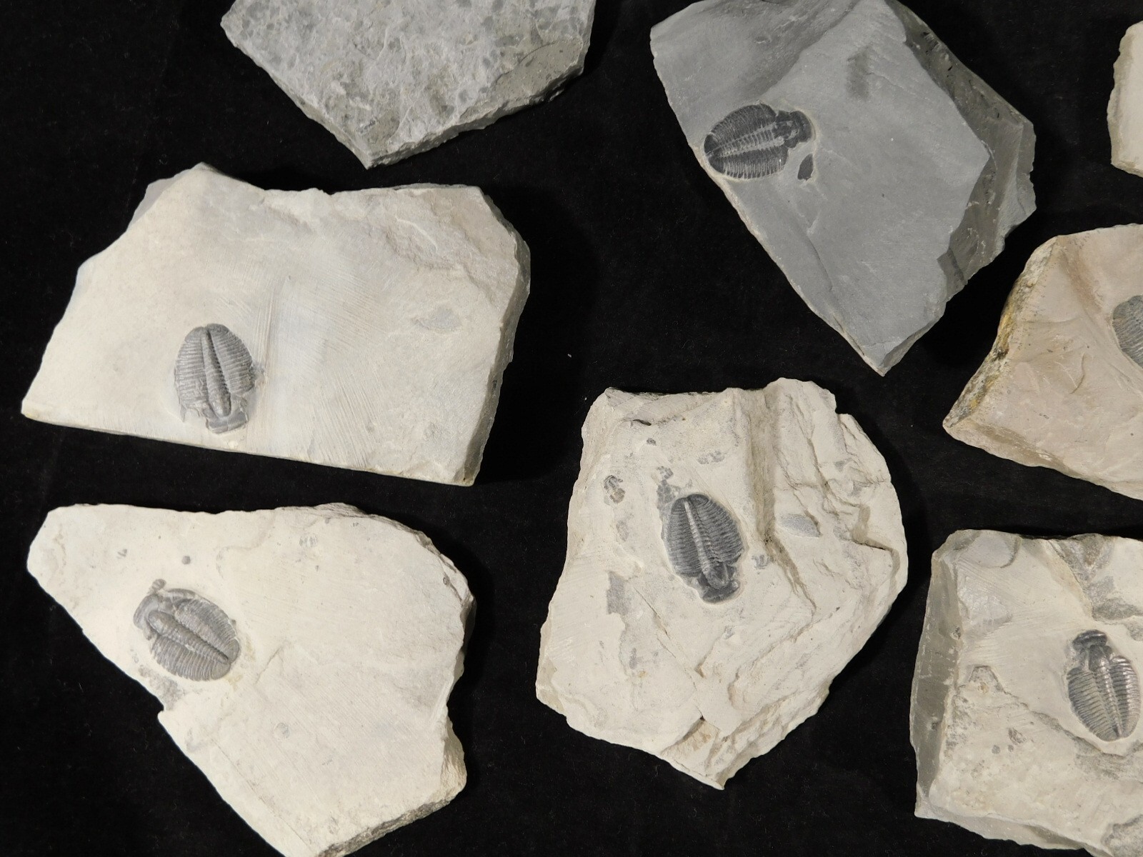 Small 100% Natural Elrathia TRILOBITE Fossil From Cambrian Utah