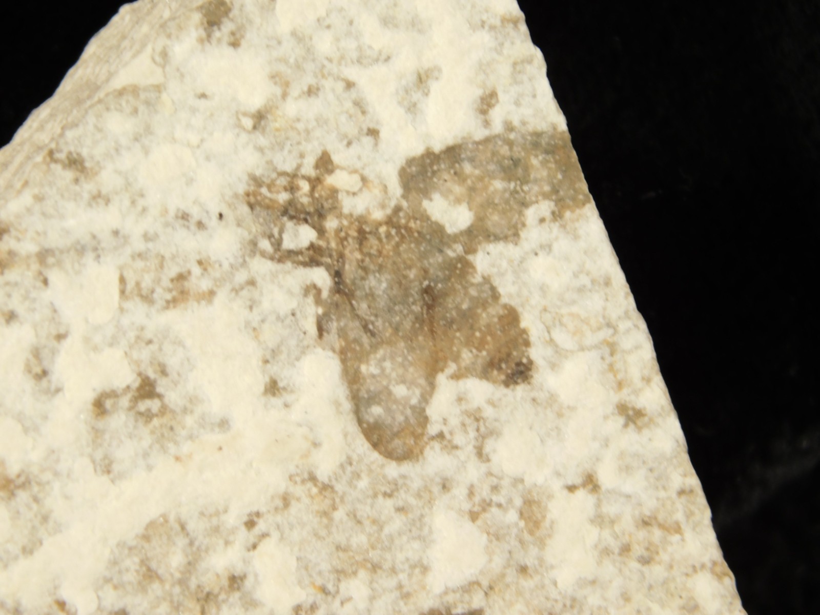 Winged INSECT FOSSIL 100% Natural From Fossil LAKE Wyoming 20.8gr