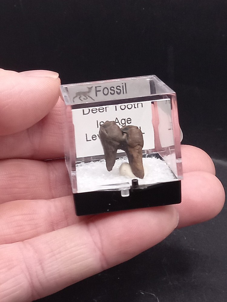 Deer Tooth Ice Age Fossil Florida