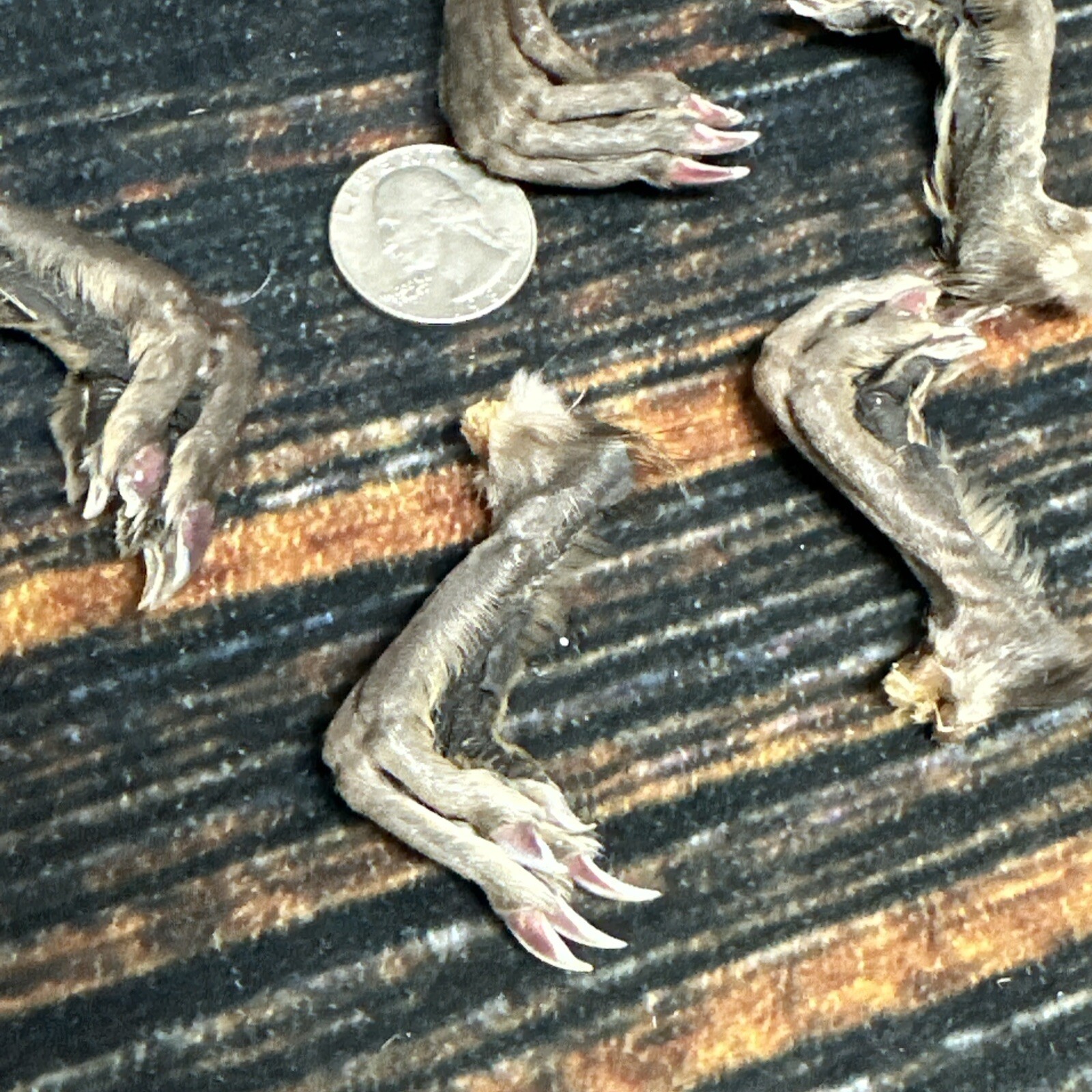 5 Real tanned Muskrat Back Feet Cured Taxidermy Mount Repair Arts Craft Witch