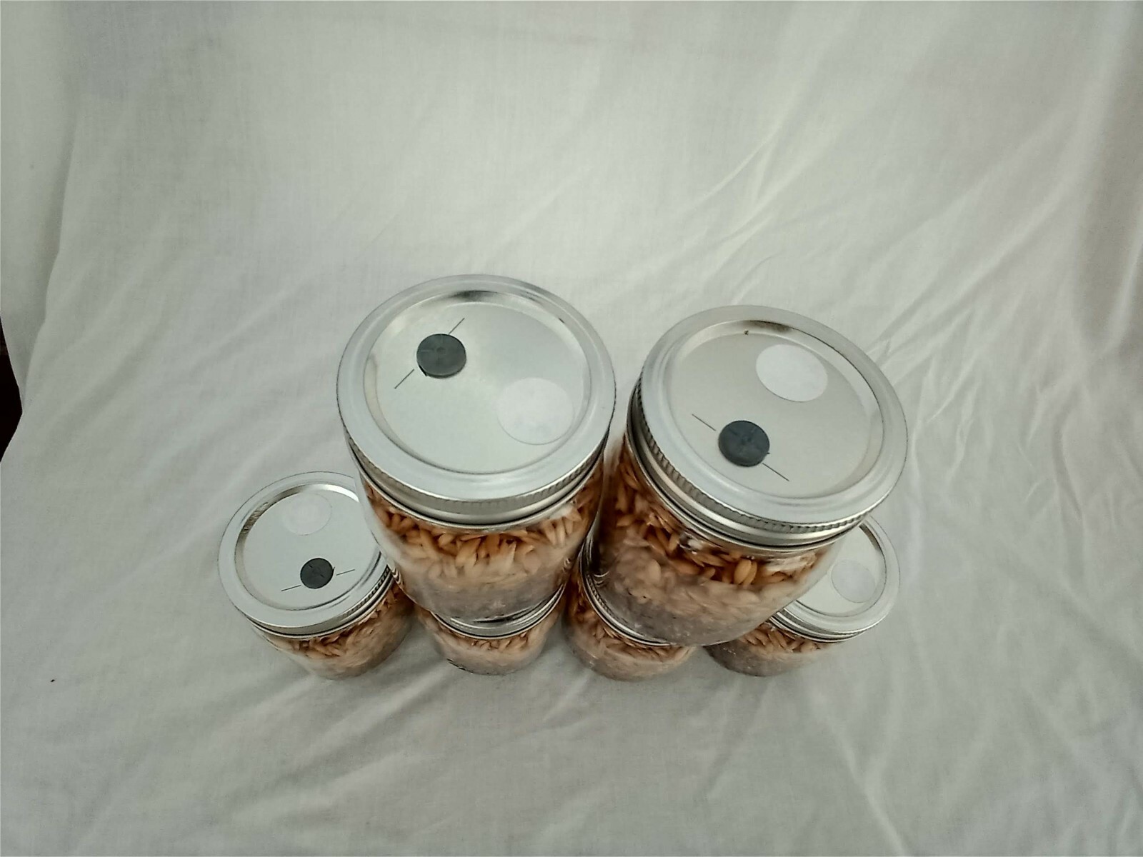 6 PINT Mushroom Jars READY ALL N 1 Sterilized Substrate Grain Grow Fast SHIP [A]