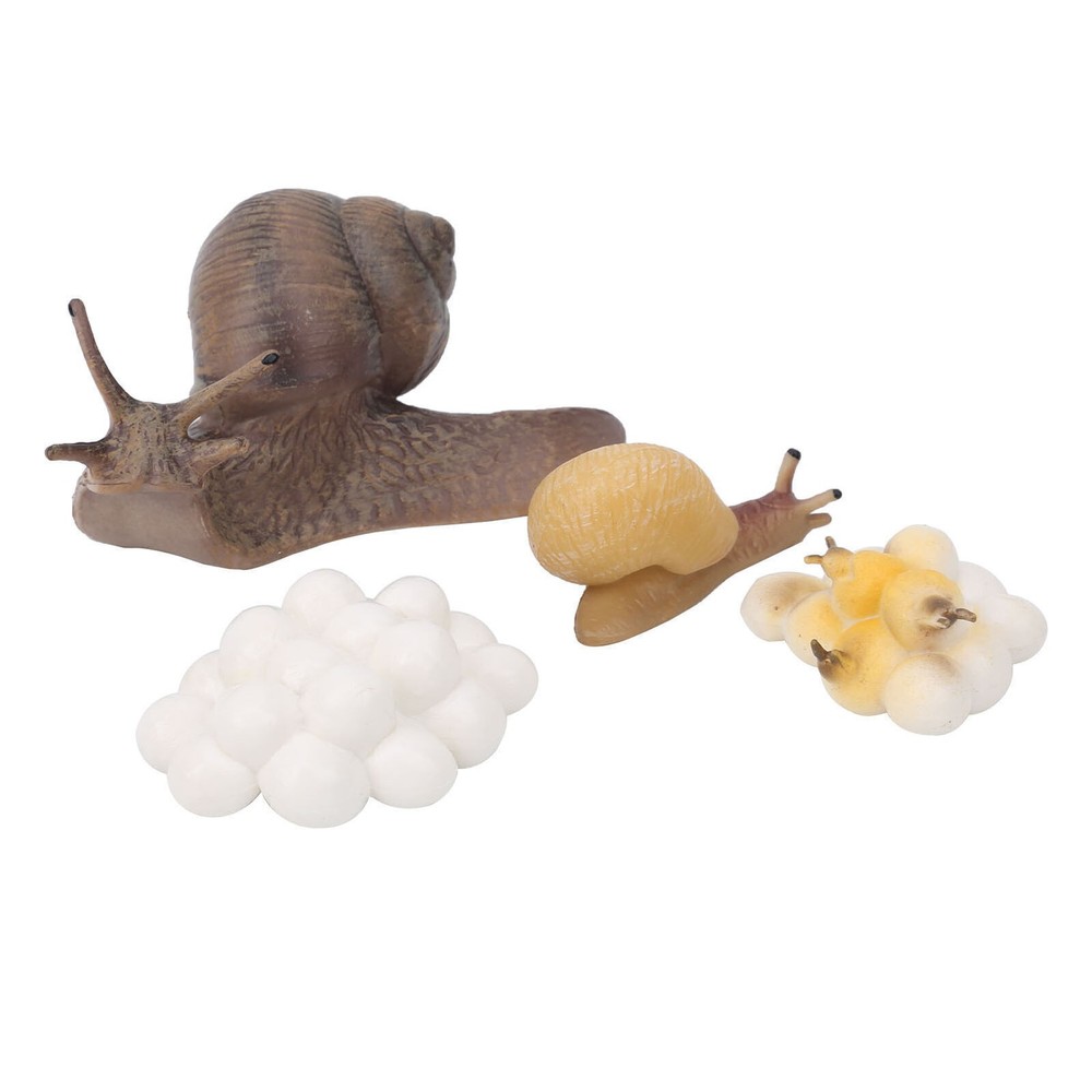 Snail Growth Cycle Insect Model Life Cycle Model Cognition