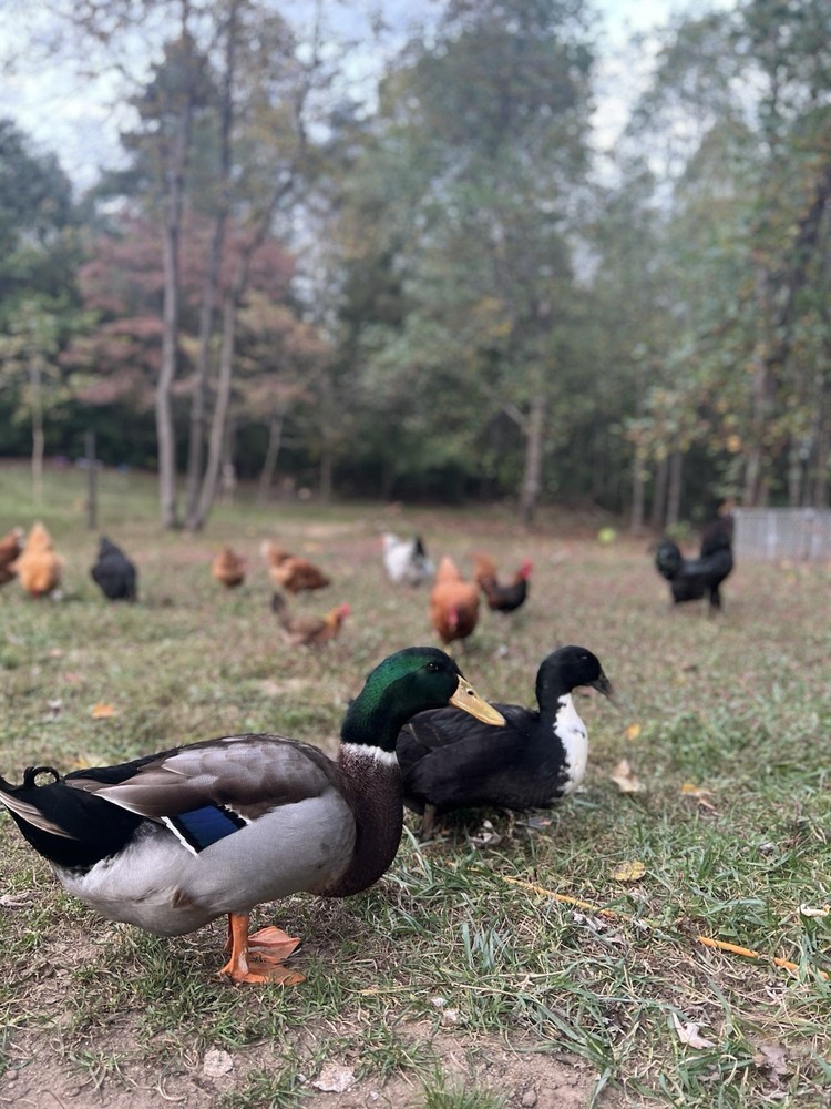 🖤🩵 BLACK & BLUE SWEDISH DUCK E G G S for HATCHING 🩵🖤