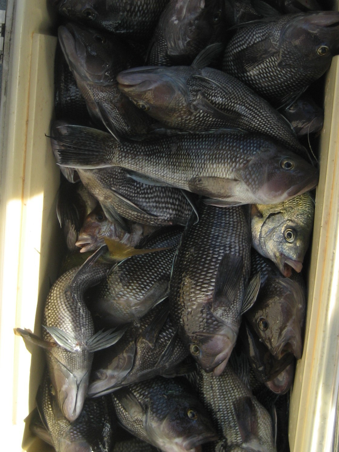 Premium Pompano Rig "Sand Flea-Coquina Clam" Fishing Rigs Pompano Whiting Spots