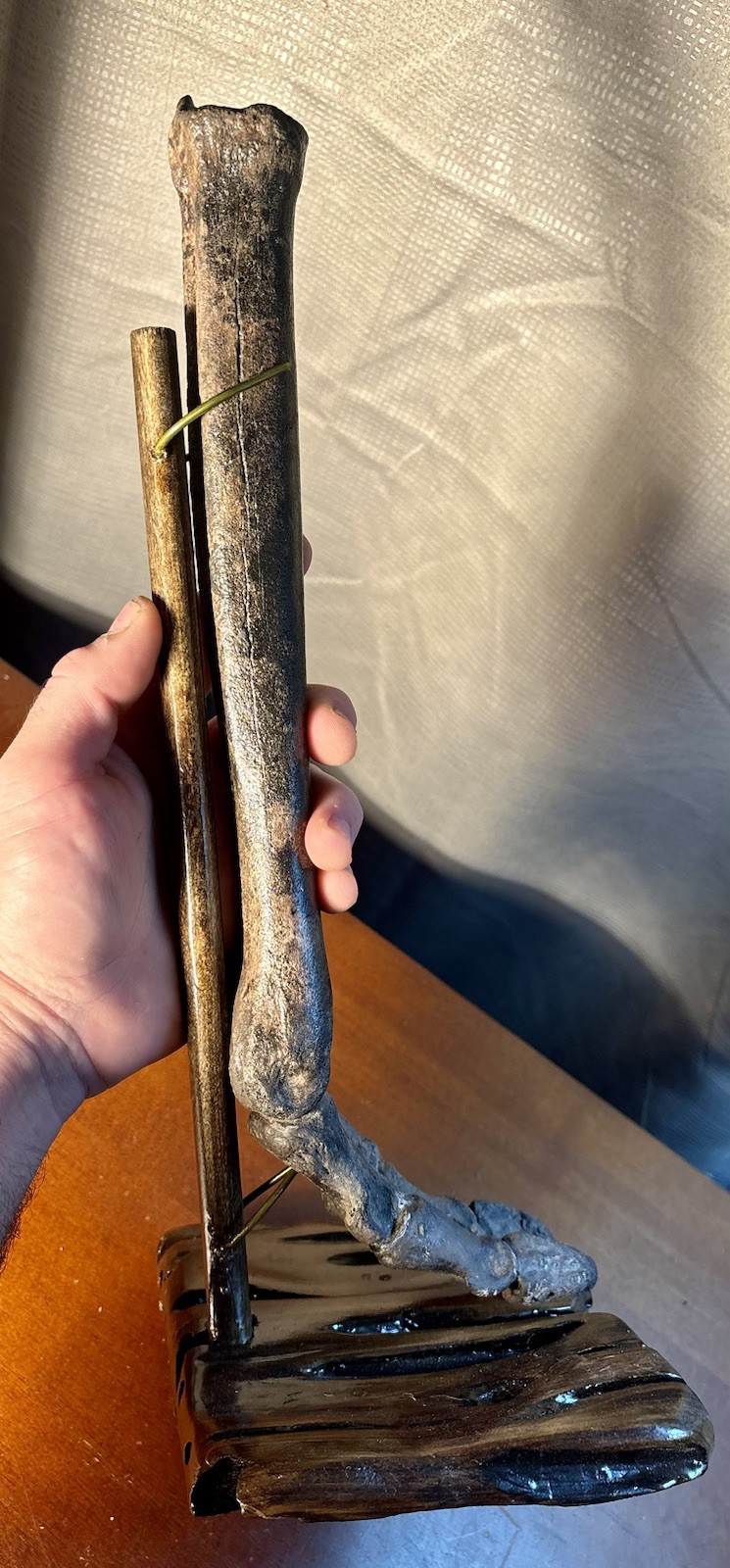 World Class Fossil Camel Leg Mount on Pecky Cypress Wood Stand Florida Fossils