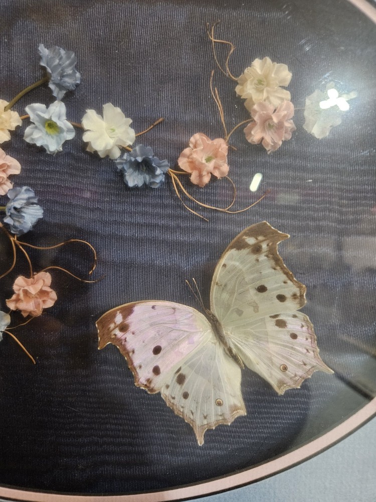 Butterfly And Shell Framed Art