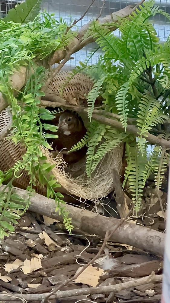 12+ Quail Hatching Eggs Coturnix Celadon Pharaoh Tuxedo Rosetta