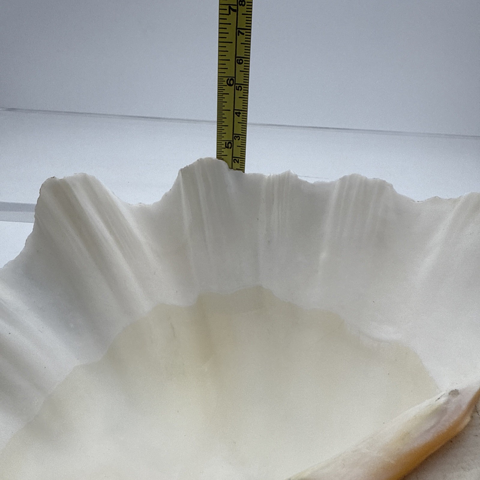 Giant Clam Shell Tridacna Gigas 9.5” Long X 7.5” Wide Fossil Indentations Clean