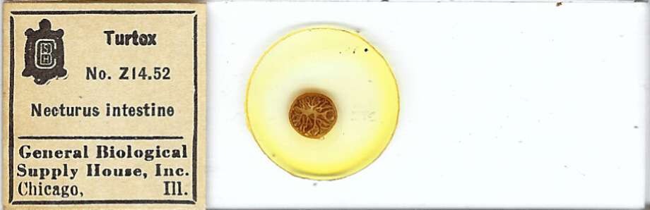 Necturus Intestine Microscope Slide by Turtox