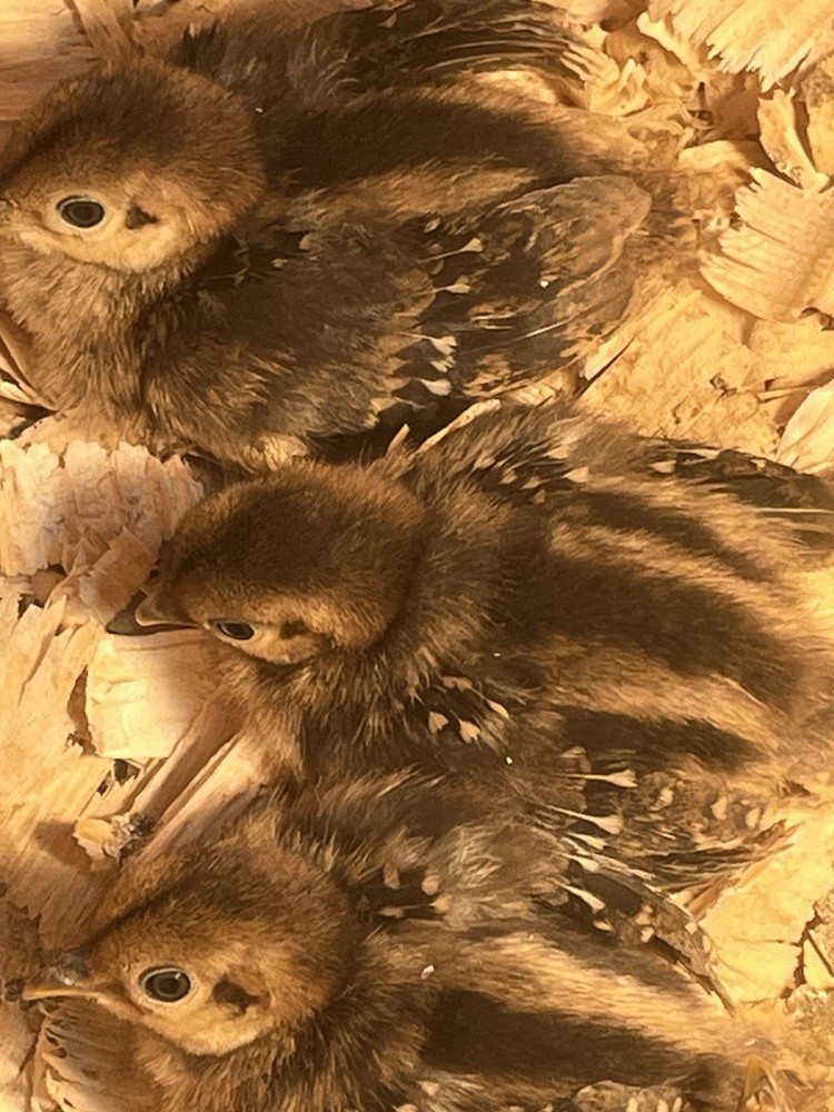 6 Lady Amherst Hatching Eggs Laying Now—Best Shipping Method, Read Description