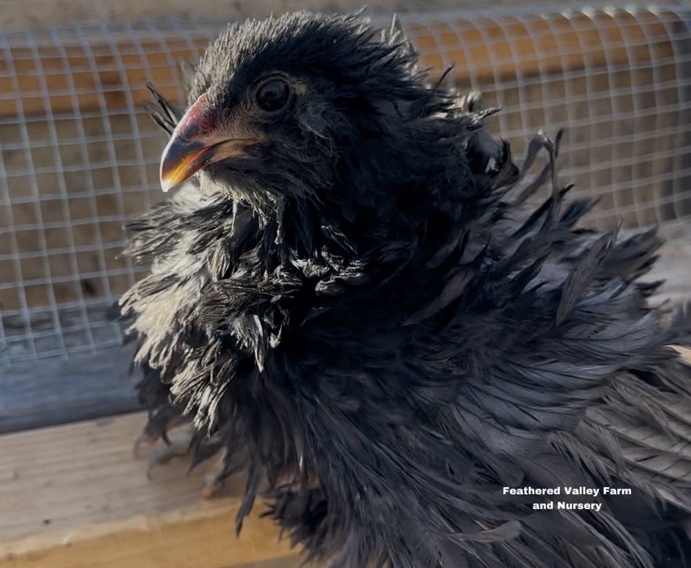 6 Frizzle Americana Hatching Eggs NPIP