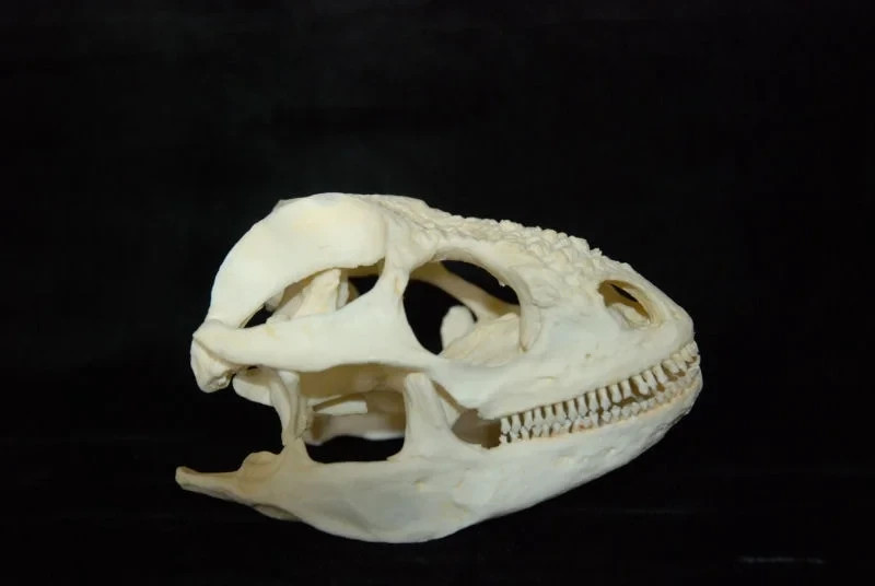 Galapagos Land Iguana Skull  Replica