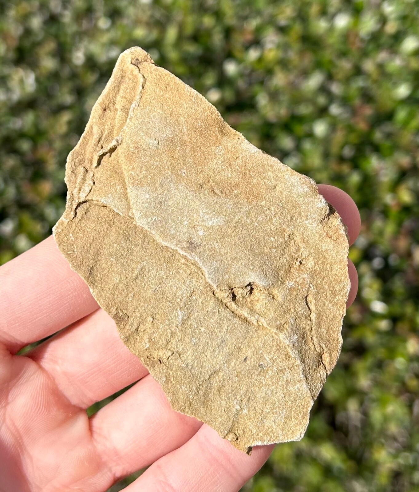 France Fossil Starfish in Matrix Asterie lumbricalis Triassic Age Echinoderm