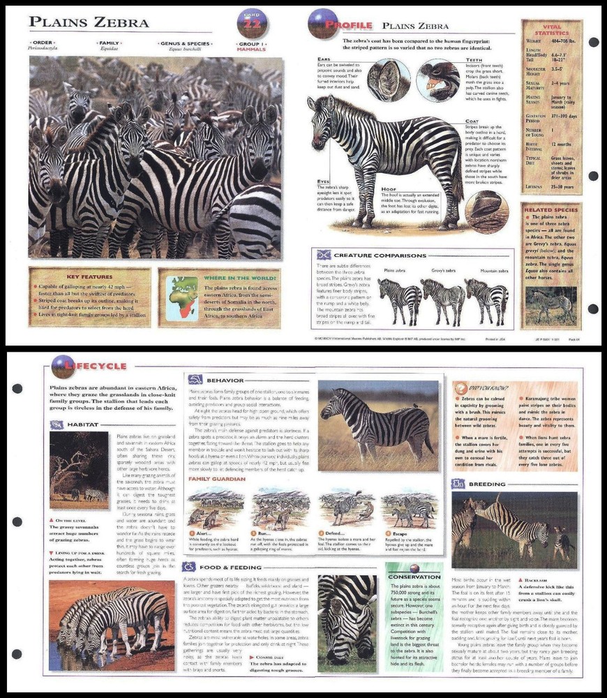 Fold-Out Sheet - Plains Zebra - 22