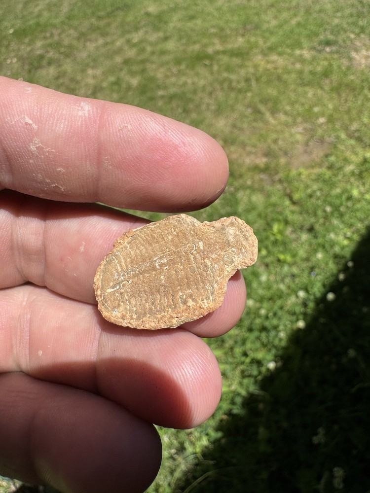 Nice Trilobite Fossil