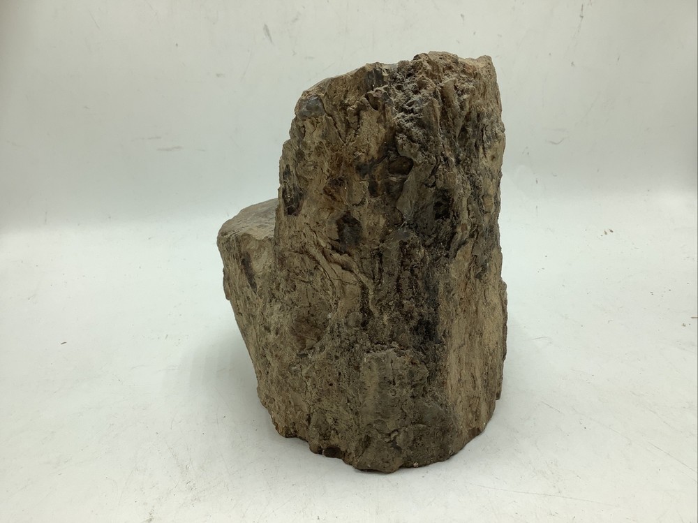 Petrified Wood 5Lbs 14oz