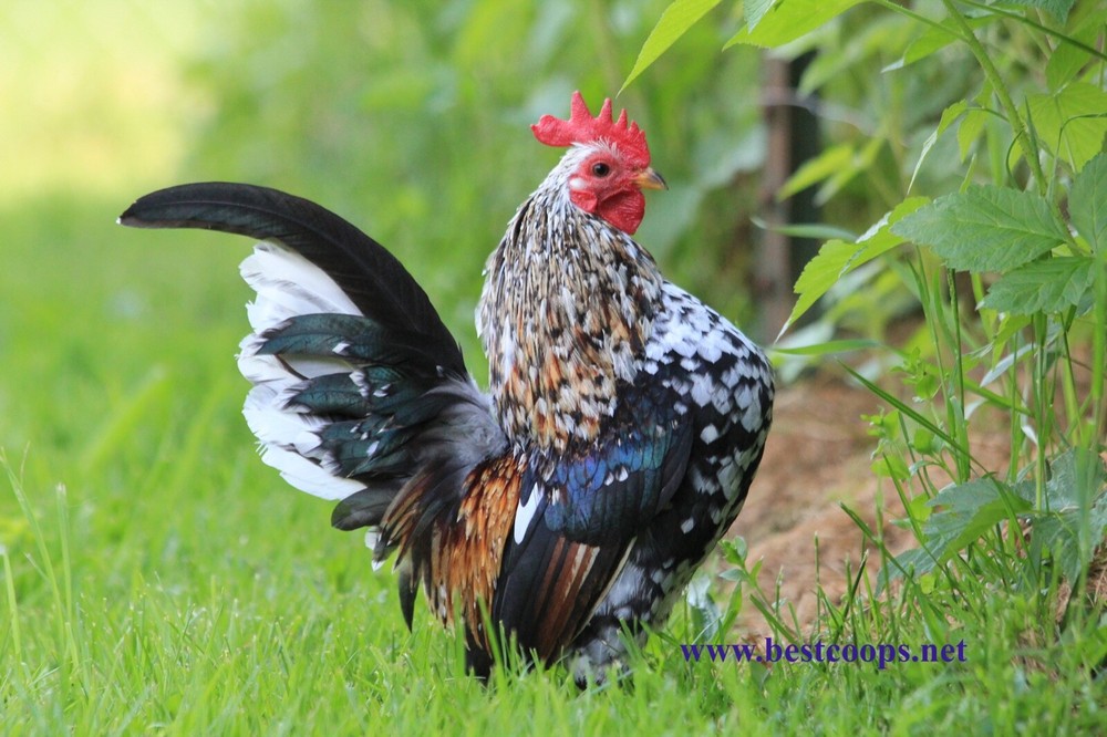 12+ Fertile Show Quality Serama Hatching Eggs