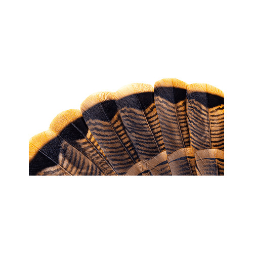 AvianX HDR Strutter Decoy