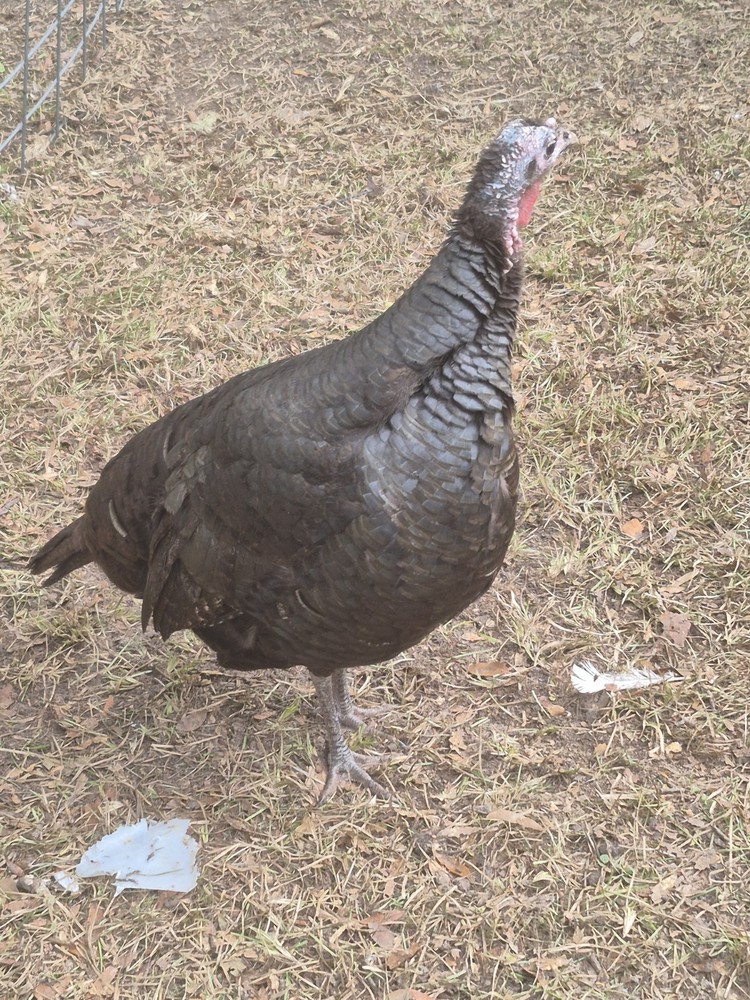 10🦃 RARE HERITAGE TURKEY HATCHING EGGS – Sweetgrass Lines 🦃