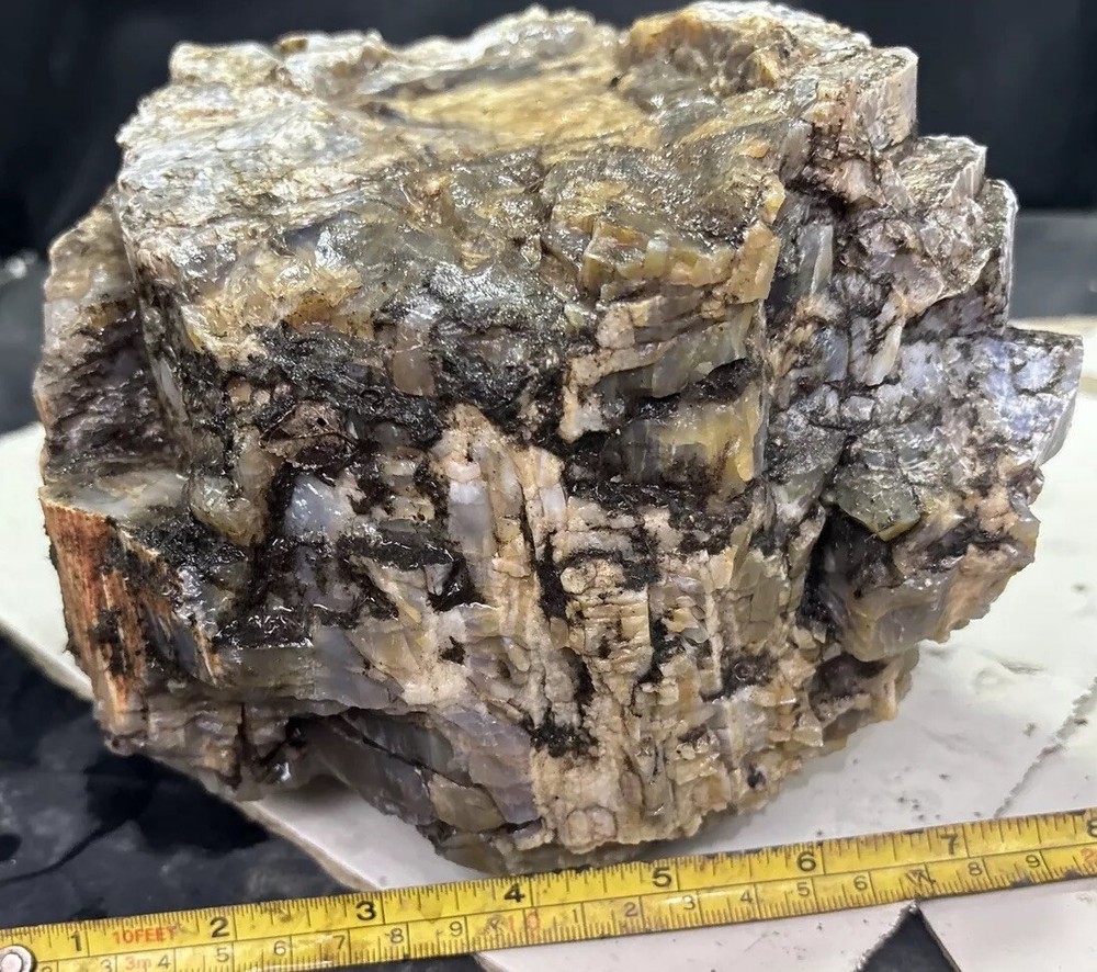 Silver Creek Junction petrified wood