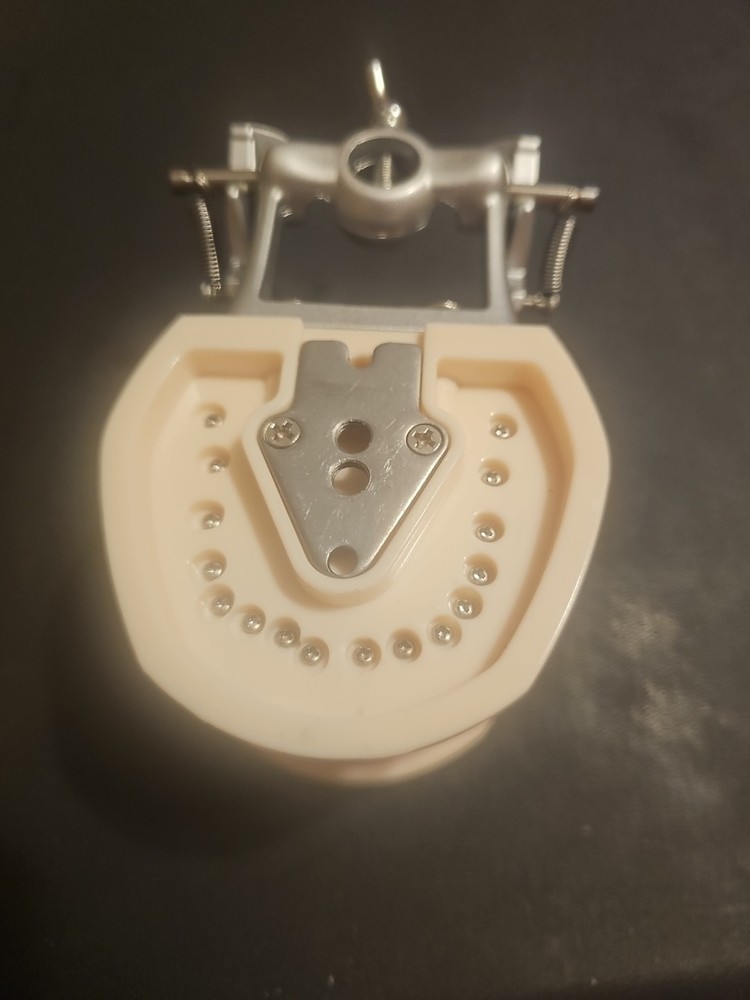Dental Typodont Model 32pcs With Removable Teeth