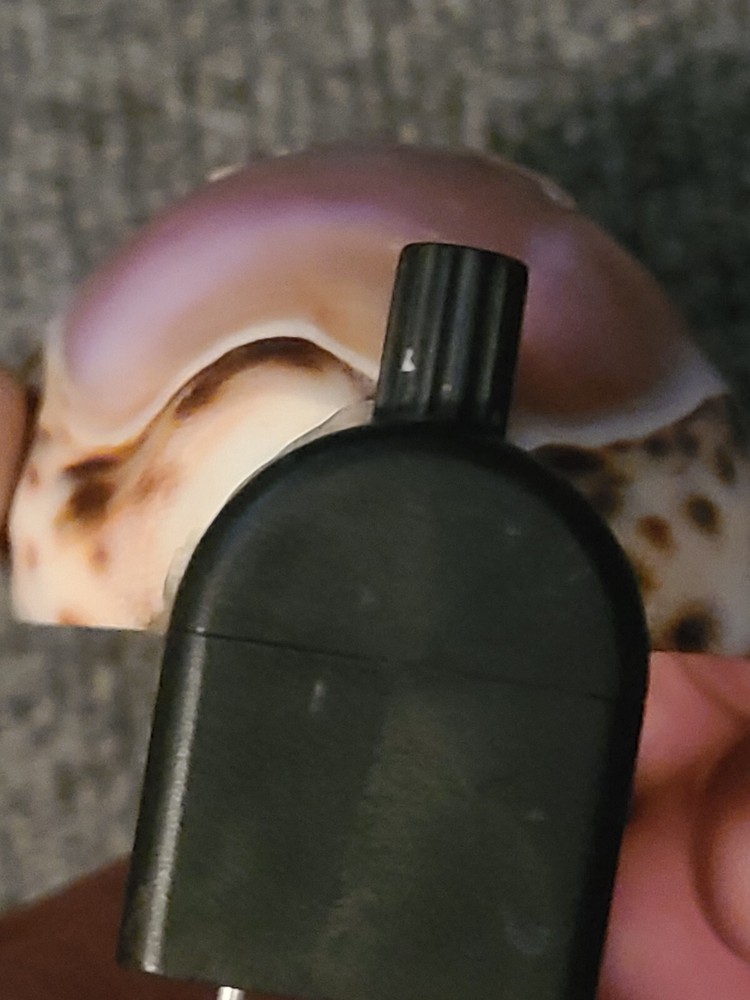 Vintage Seashell Nightlight With Engraved Butterfly