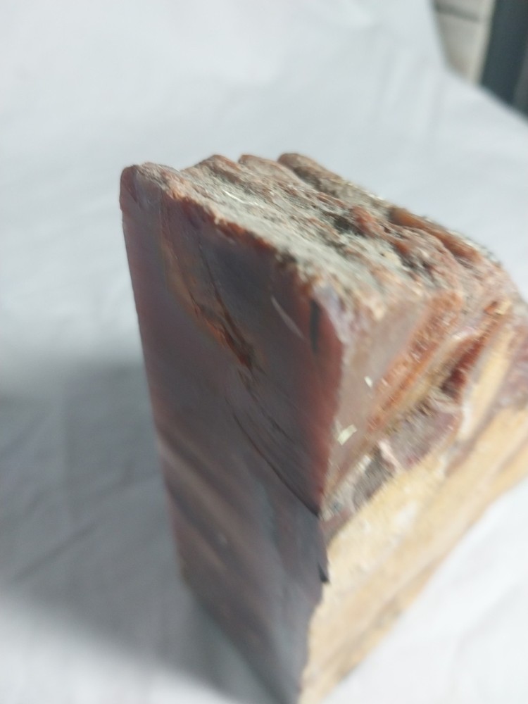 Fossilized Wood Chunk, Petrified Wood