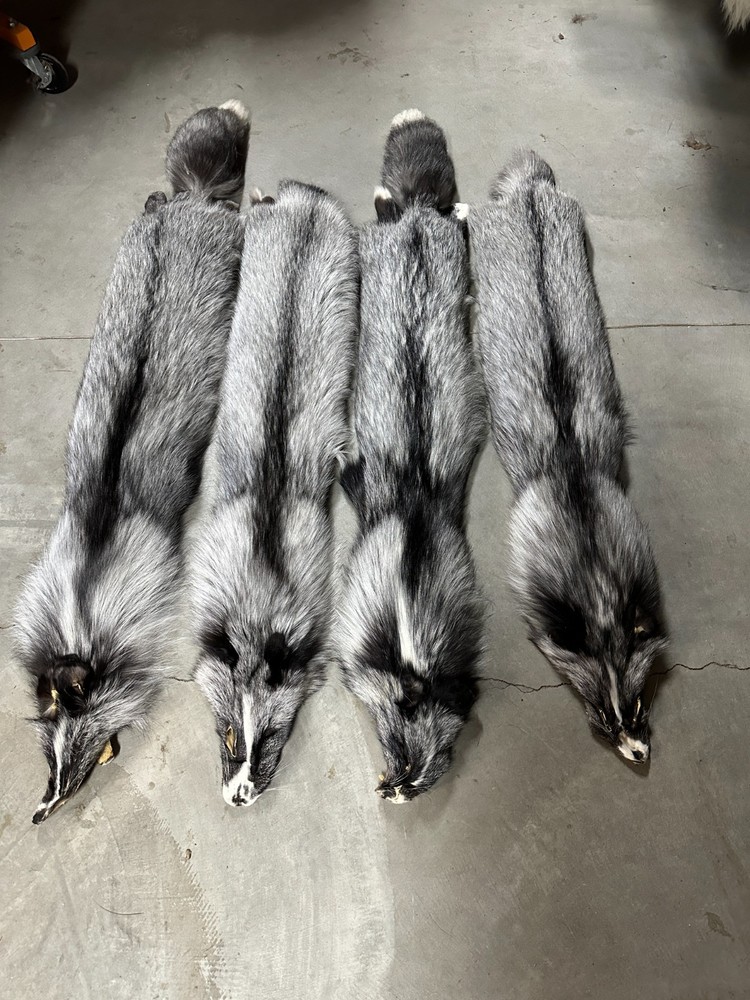 GIANT ( PLATINUM ) RANCH FOX THESE ARE MUTATION FOX Also Called TUXEDO FOX