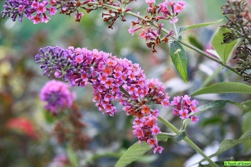 BUDDLEIA 'BICOLOR-BUTTERFLY BUSH- PLANT-FRAGRANT-STARTER PLANT - APPROX 2-3 INCH