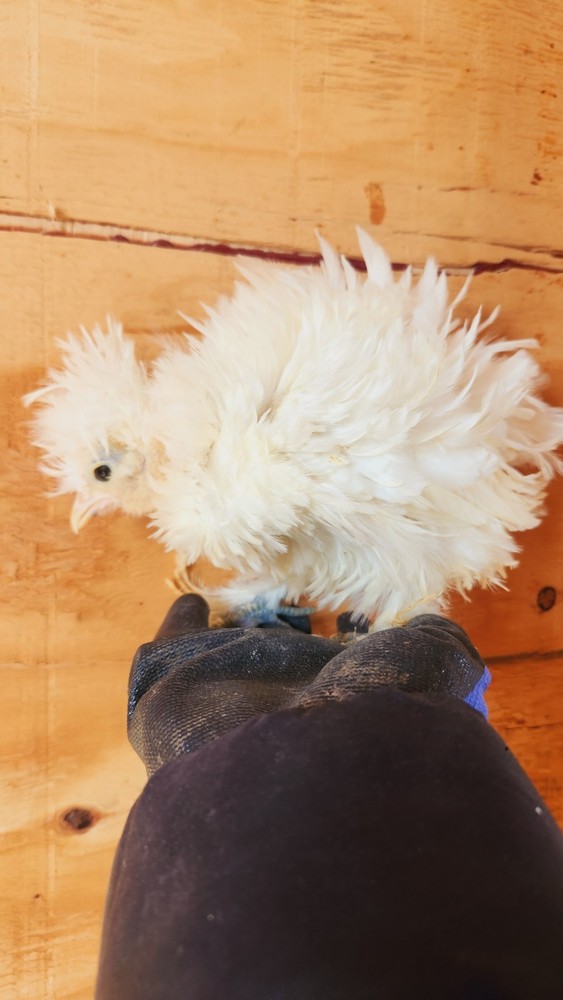 12 silkies Hatching Eggs hens choices