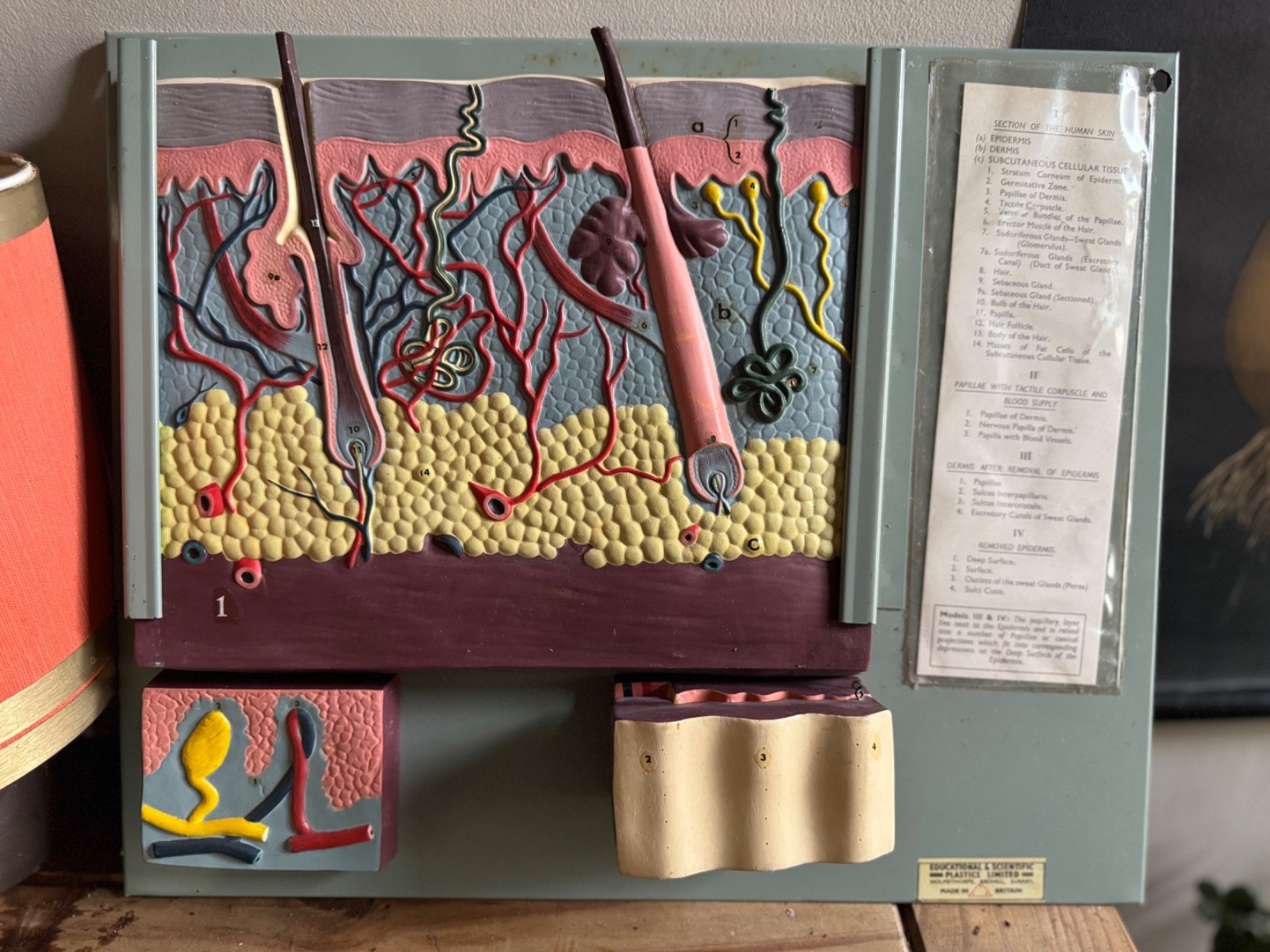 Vintage anatomical model of SKIN Hair follicle & sweat glands