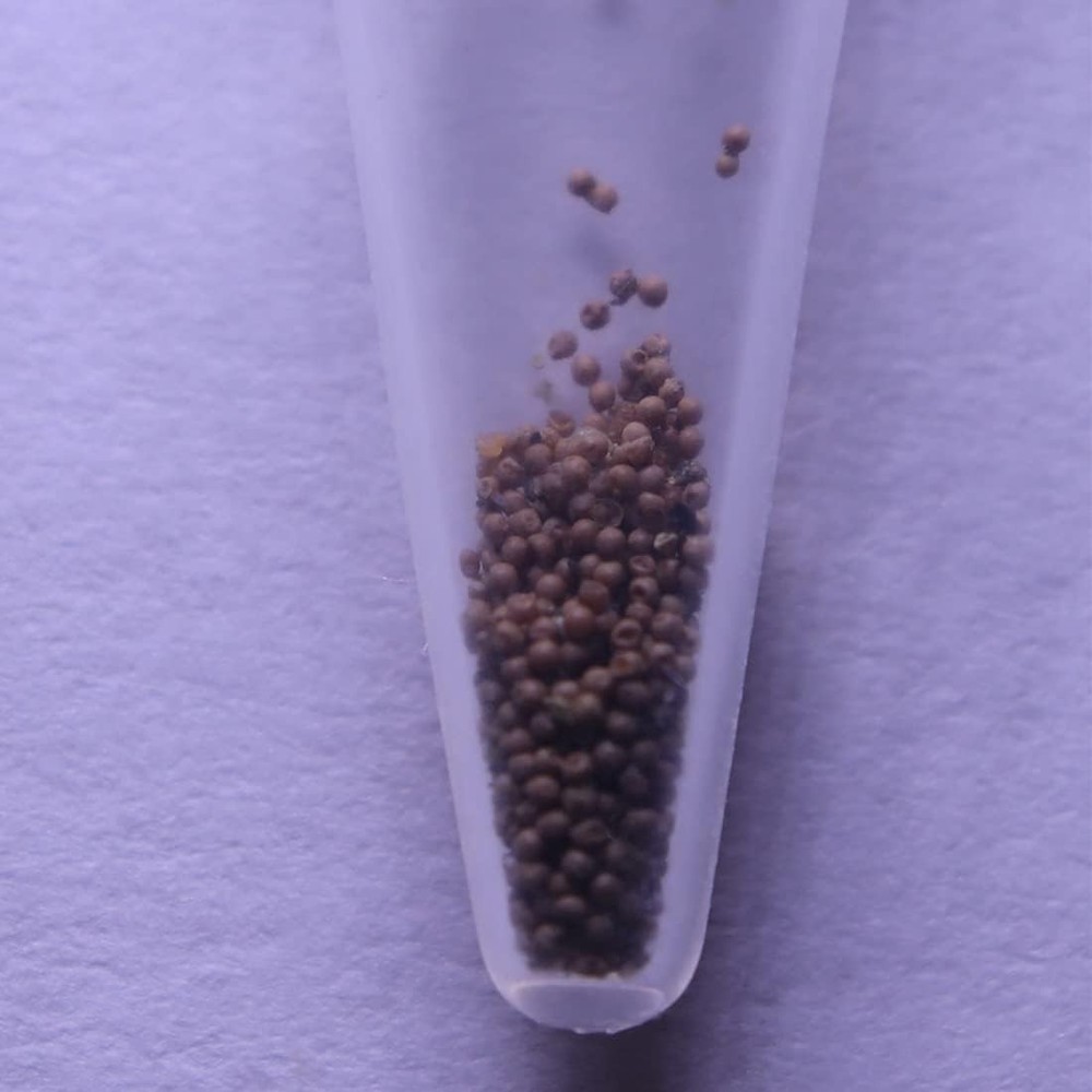 Pure 200 Triops Red Longicaudatus Eggs - High Hatch Rate Educational Pet