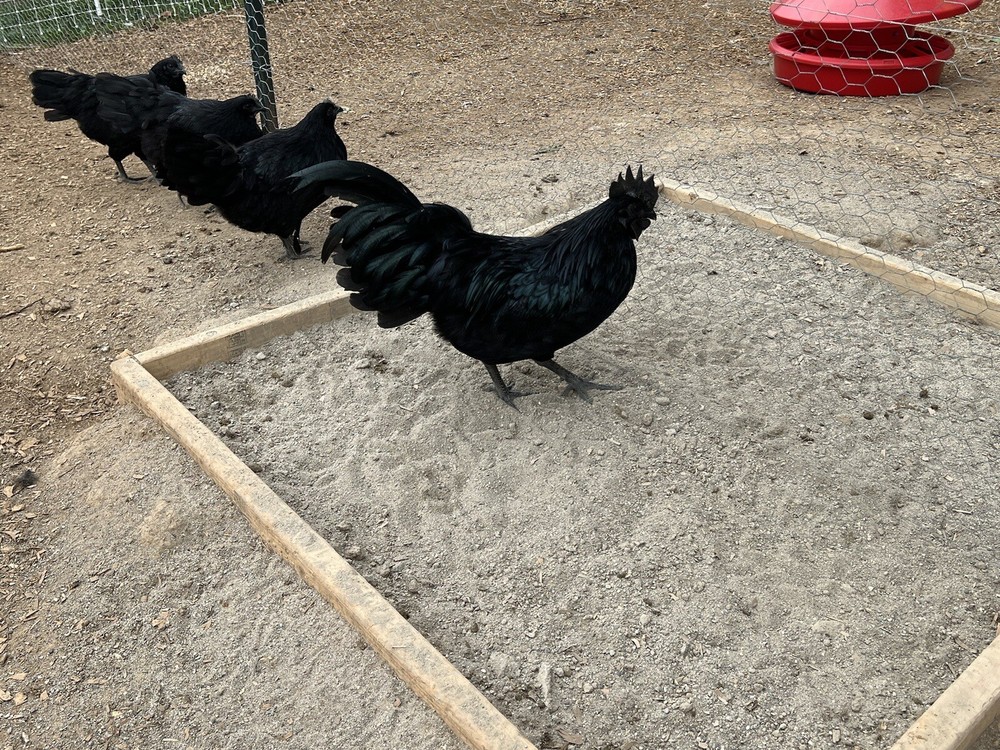 10+ Ayam Cemani Solid Black chicken hatching eggs